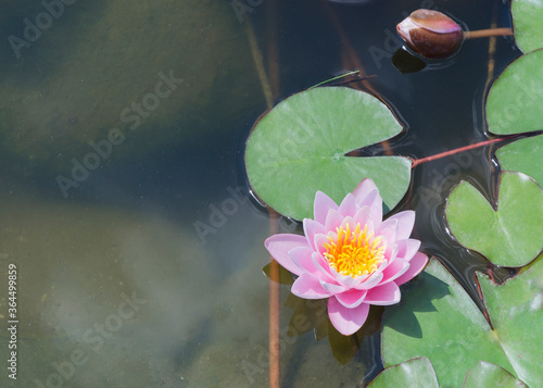 Pink water lily flowers in a pond