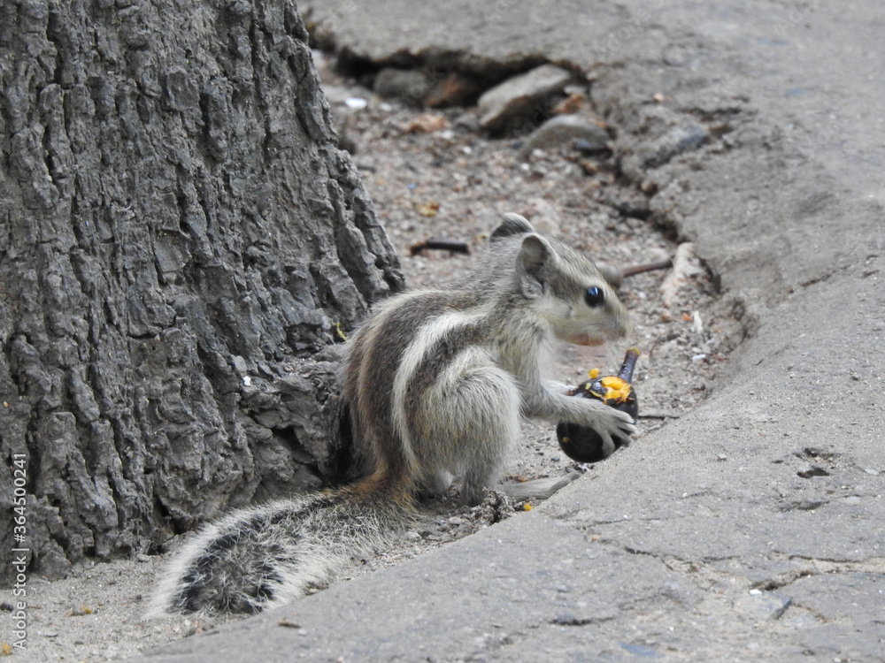 Fototapeta premium Squirrel eating Fruit under a tree