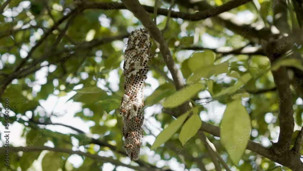 Mesmerizing slow motion selective focus shot of Wasp Hive with wasps working on their natural environment. Hive hanging from an orange tree on a tropical zone. Mesmerizing slow motion selective focus shot of Wasp Hive with wasps working on their natural environment. Hive hanging from an orange tree on a tropical zone.