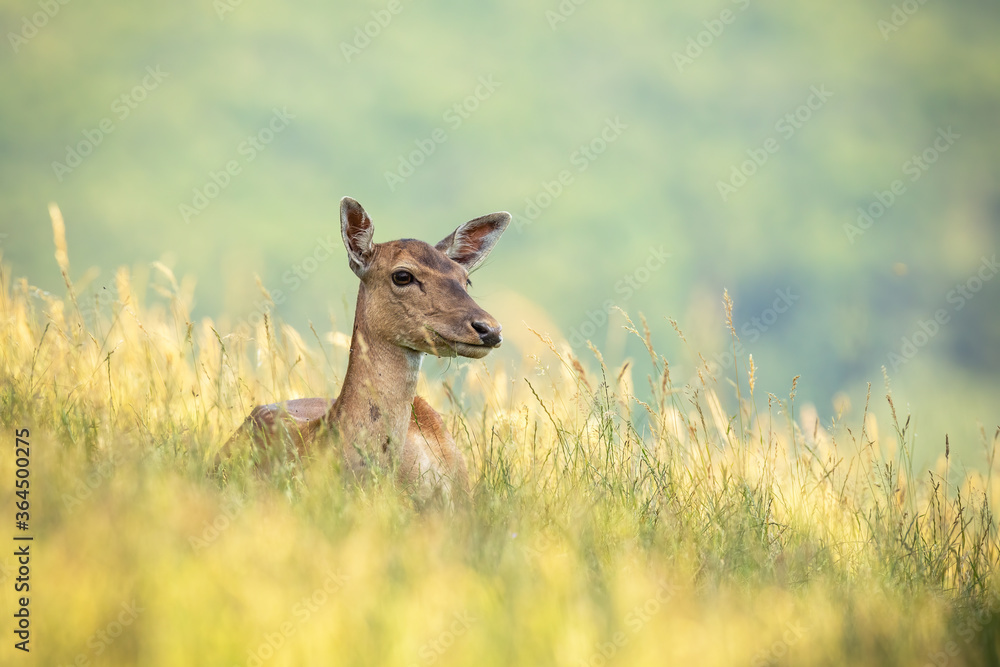 Fallow deer doe, dama dama lying on field during the summertime. Calm female animal resting in grass with blurred background. Wild mammal observing on land. Fallow deer doe, dama dama lying on field during the summertime. Calm female animal resting in grass with blurred background. Wild mammal observing on land.