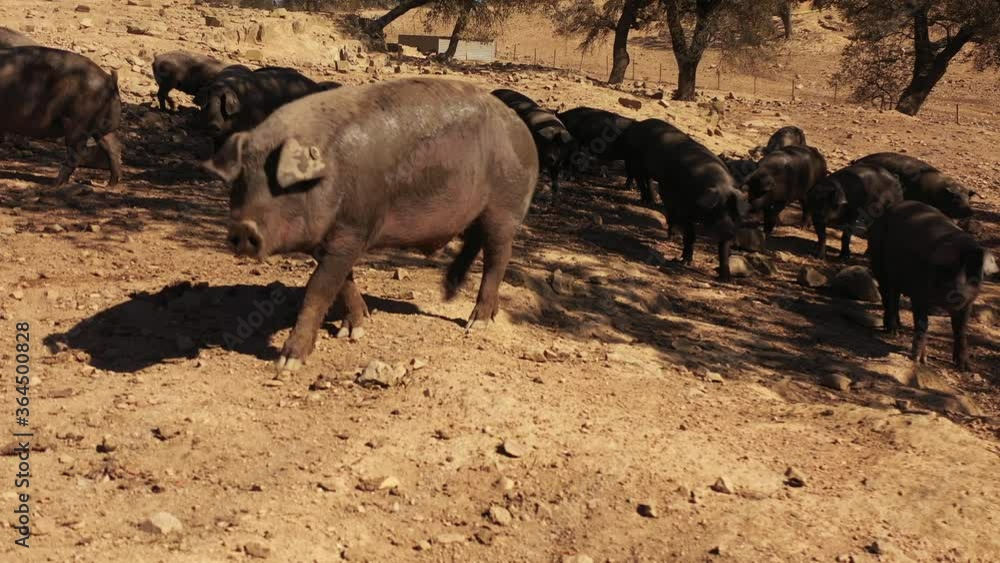 Wild black pigs, Alentejo, Portugal. Wild black pigs, Alentejo, Portugal.