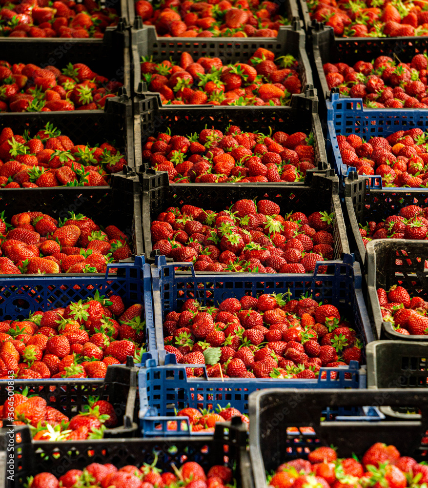 Young fresh strawberries are for sale in the market.