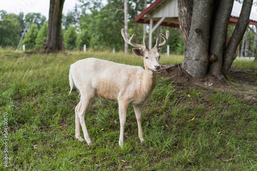 White young dear with antlers in the park  green glass on background. Selective focus.