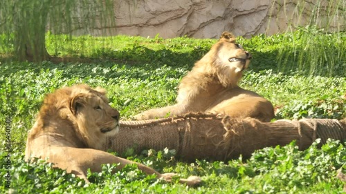 atlas leon wildlife africa morocco photo