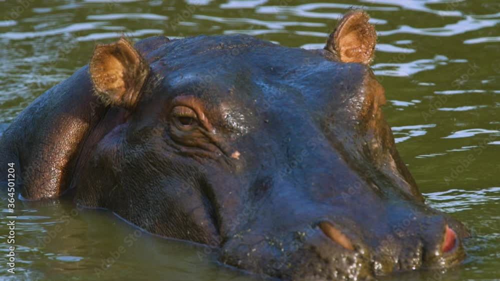 Close up slow motion of hippo shaking ears floating just out of water in Serengeti Close up slow motion of hippo shaking ears floating just out of water in Serengeti