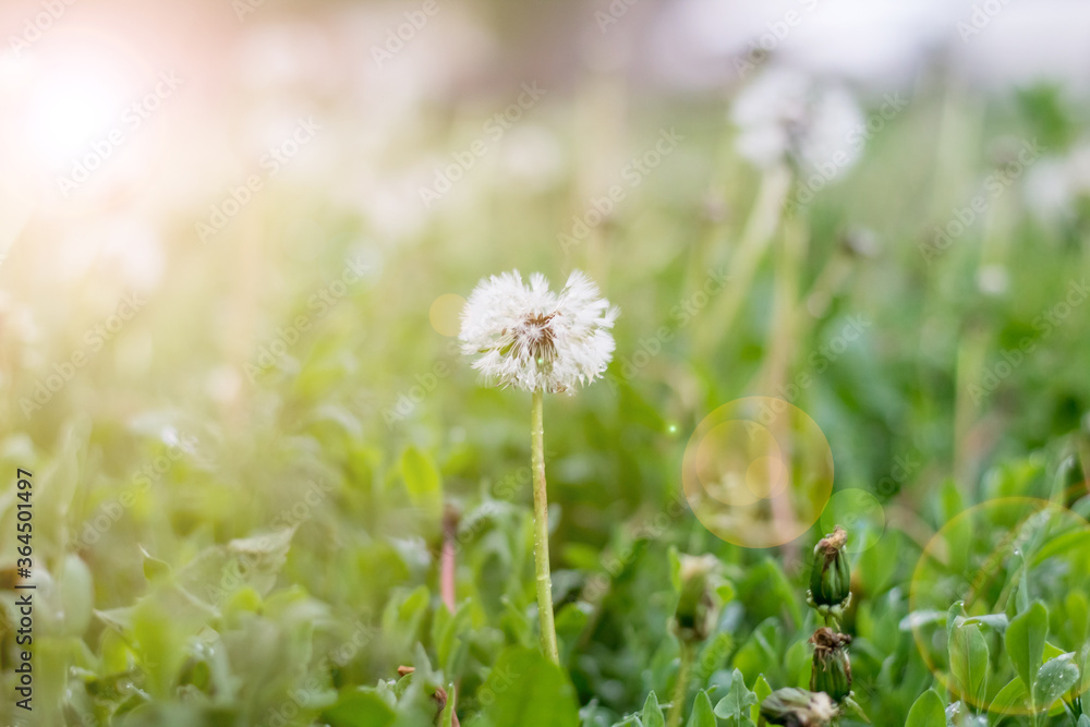 Dandelions on the field. Drops of rain on the leaves. Sun, flare. Open and closed dandelions. White dandelions and green grass. Dandelions on the field. Drops of rain on the leaves. Sun, flare. Open and closed dandelions. White dandelions and green grass.