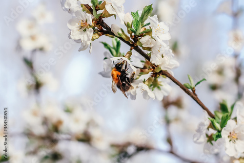 Bumblebee sits on a branch of a blossoming tree against the sky. White cherry flowers. Green leaves of a tree. Bumblebee close-up. Bumblebee collects nectar. Wild bumblebee.  © Sarbinaz Mustafina