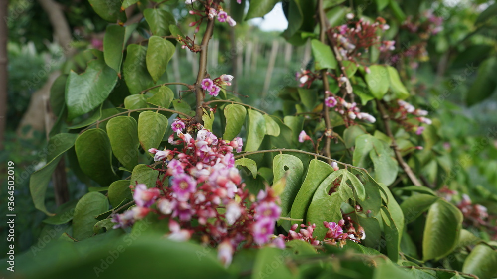 Pink flowers that grow between dense foliage and have unique characteristics. Suitable for people who are looking for photos about flowers and plants
Pink flowers that grow between dense foliage and have unique characteristics. Suitable for people who are looking for photos about flowers and plants