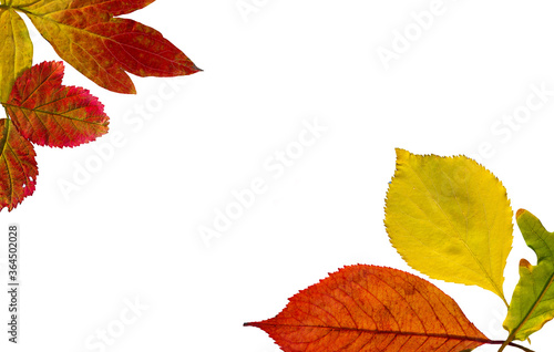 Autumn leaves border isolated on white background