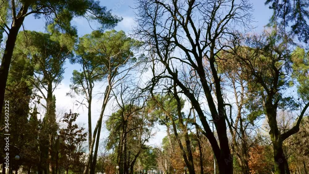 Forest in winter: tall evergreen and bare leafless trees. Upward view on the canopy on a sunny day with blue sky as a backdrop. Krusevac park in Podgorica Montenegro. Forest in winter: tall evergreen and bare leafless trees. Upward view on the canopy on a sunny day with blue sky as a backdrop. Krusevac park in Podgorica Montenegro.