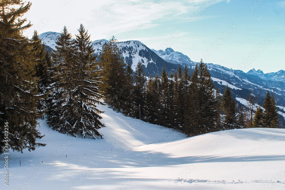 View of the Flumserberg mountain region in Switzerland on a cold and sunny morning in winter. Trees and smooth slopes in the foreground and mountains in the background.