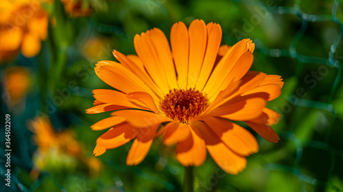 Blume im heimischen Garten