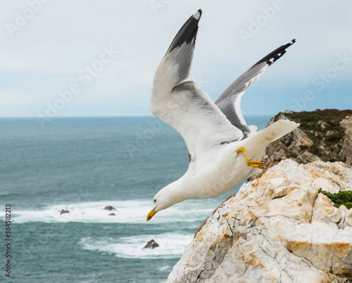 seagull starting the fligth from the cliff