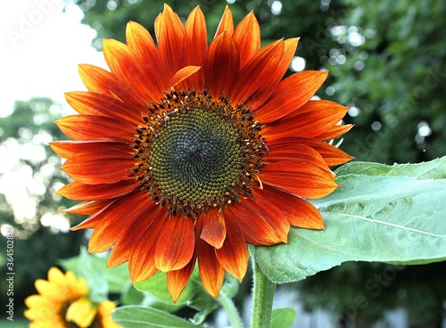 Sunburnt Sunflower