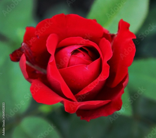 Single bud blooming. Fighting against a fungus that has taken over the plant