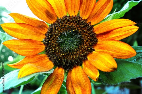 Playing with macro in sunflower garden