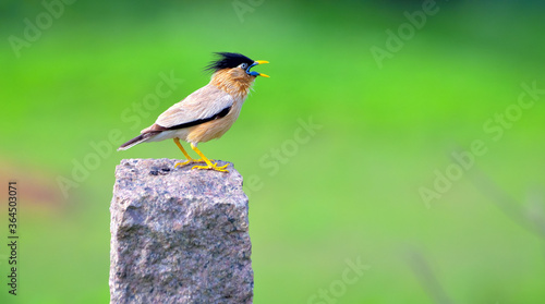 Brahminy starling calling for mate