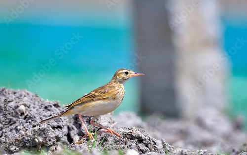 Paddyfield pipit standing on mud