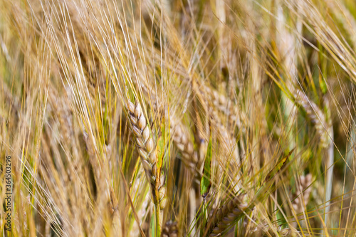 Golden grains on the fields