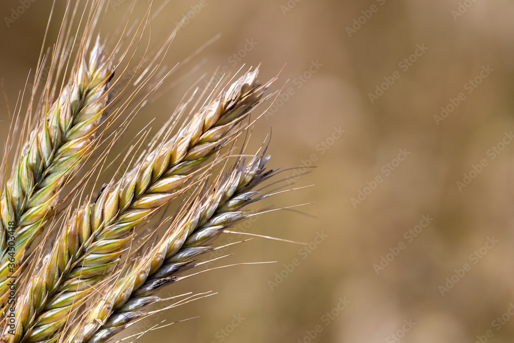 Fototapeta premium Close up of the wheat ear