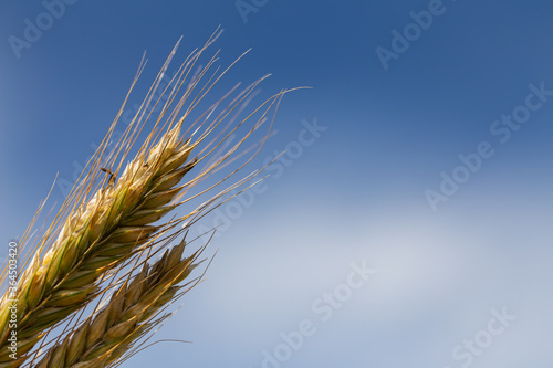 Close up of the wheat ear