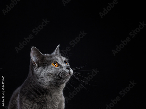 portrait of an adorable gray cat with yellow eyes looking outside cut out in a black studio