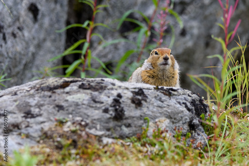 Wild ground squirrel looking over a rock - Hatcher Pass, Alaska