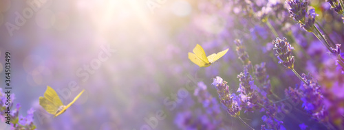 Art Summer floral landscape; beautiful summer lavender flower and fly butterfly against evening sunny sky; nature landscape background. © Konstiantyn