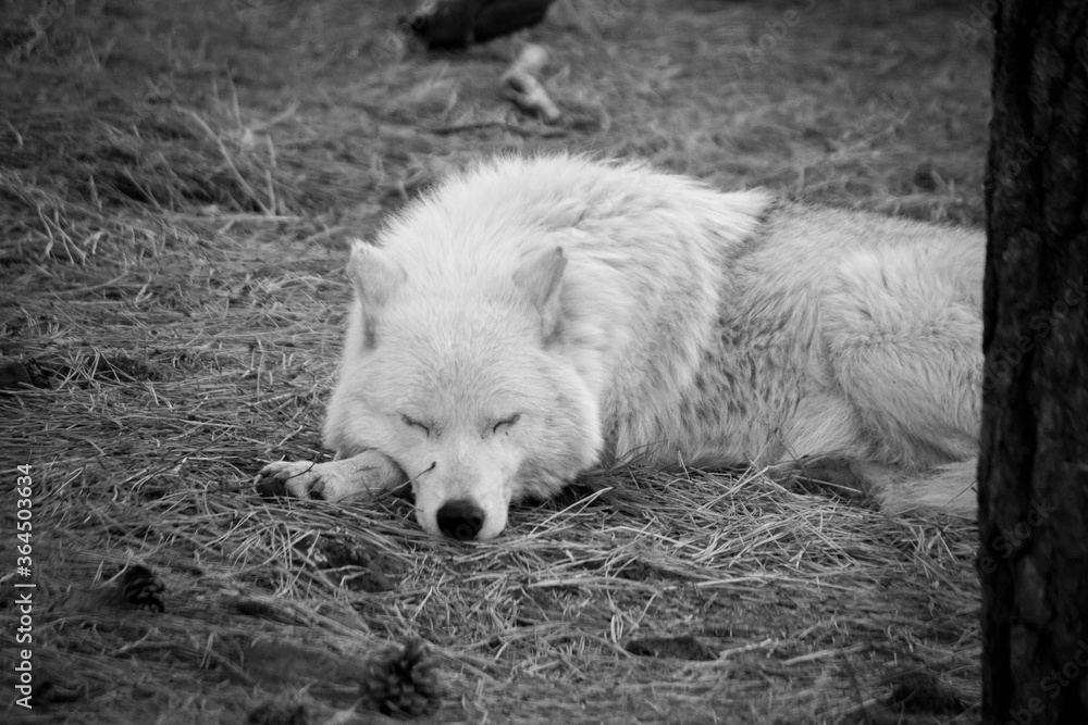 Obraz premium white wolf sleeping