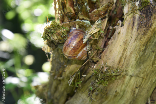 Schnecke
