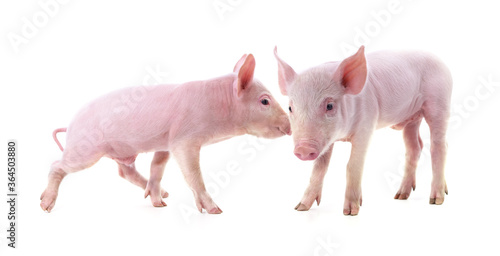 Two small piglets.