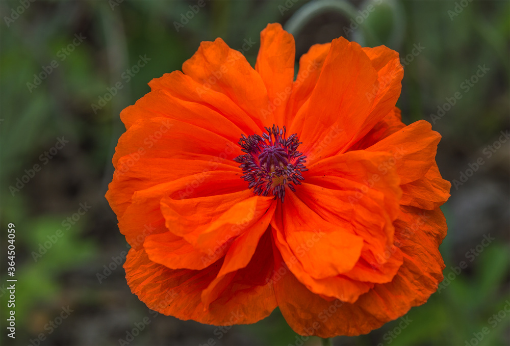red poppy flower red poppy flower