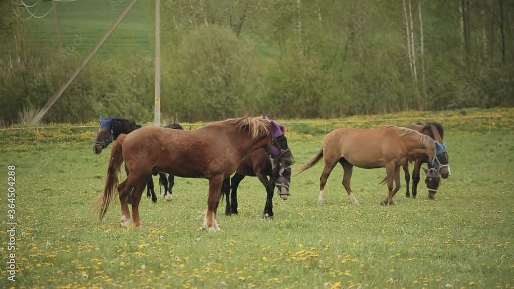 Horses eat grass in the meadow of the ranch in protective caps against insects. Country summer landscape. Close-up Horses eat grass in the meadow of the ranch in protective caps against insects. Country summer landscape. Close-up