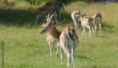 Un gruppo di daini sul prato di una fattoria.