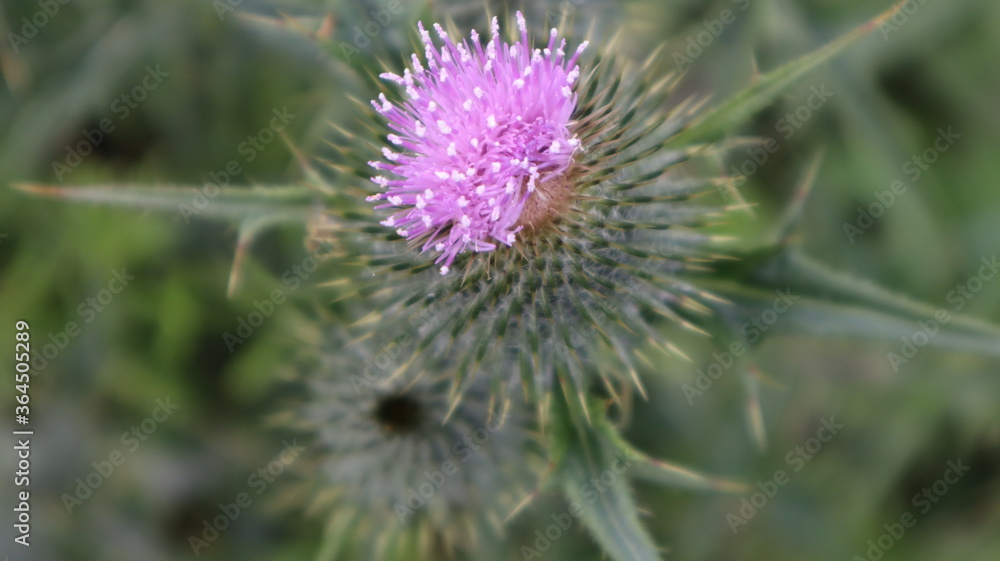 Pink Scottoish Thistle in bloom. Pink Scottoish Thistle in bloom.