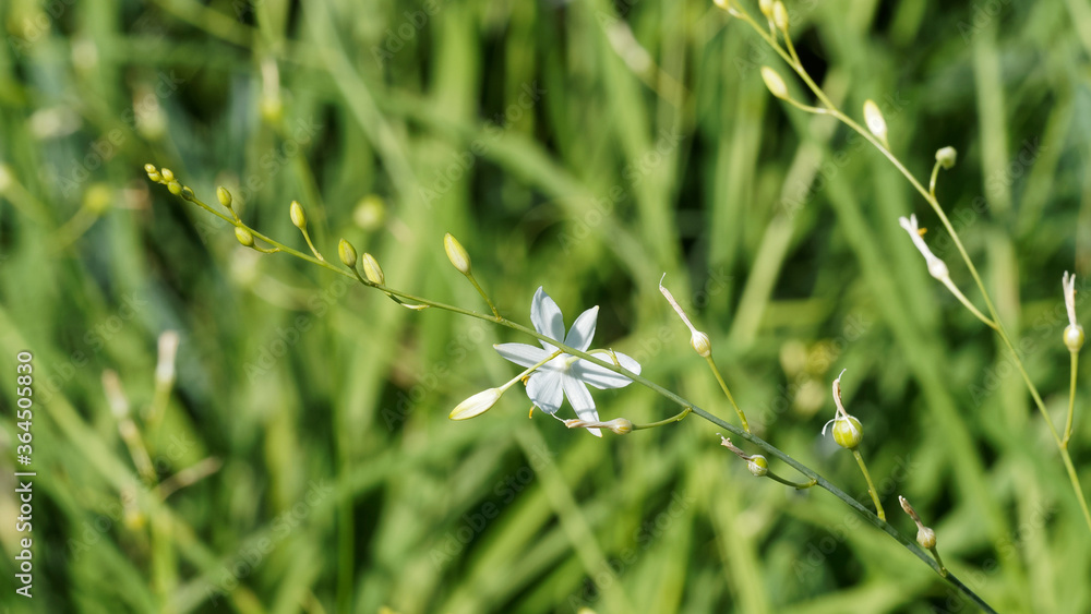 (Anthericum ramosum) Fleur blanche étoilée de Phalangère ramifiée ou anthéricum rameux (Anthericum ramosum) Fleur blanche étoilée de Phalangère ramifiée ou anthéricum rameux