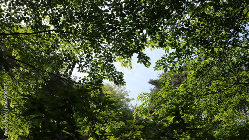 green tree branches