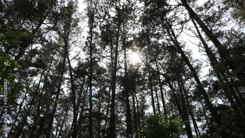 Fototapeta premium sun in the forest