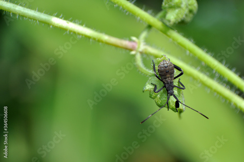 The Young Squash Bug Anasa Tristis on Leaf Image Stock