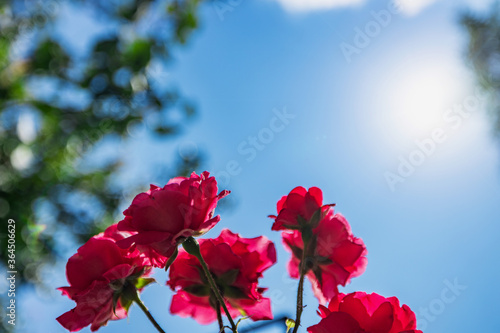 rose flowers against the blue sky, view from the bottom up,