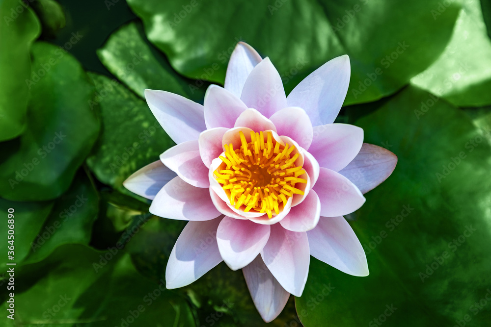 Water lily growing on an artificial water reservoir Water lily growing on an artificial water reservoir