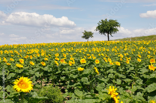 Sonnenblumen auf einem Feld im Weinviertel
