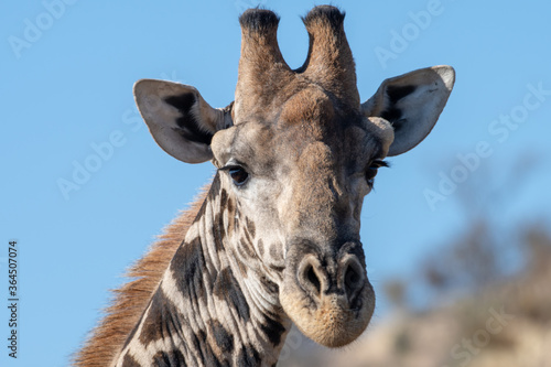 Closeup of the head of a giraffe.