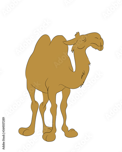 vector illustration of a camel standing, drawing color, vector
