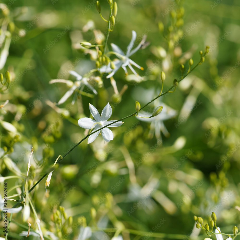 Fototapeta premium (Anthericum ramosum) Fleur blanche étoilée de Phalangère ramifiée ou anthéricum rameux