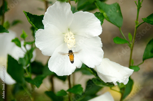 Beautiful white big hibiscus flower (Hibiscus rosa sinensis) with bee on green nature background.