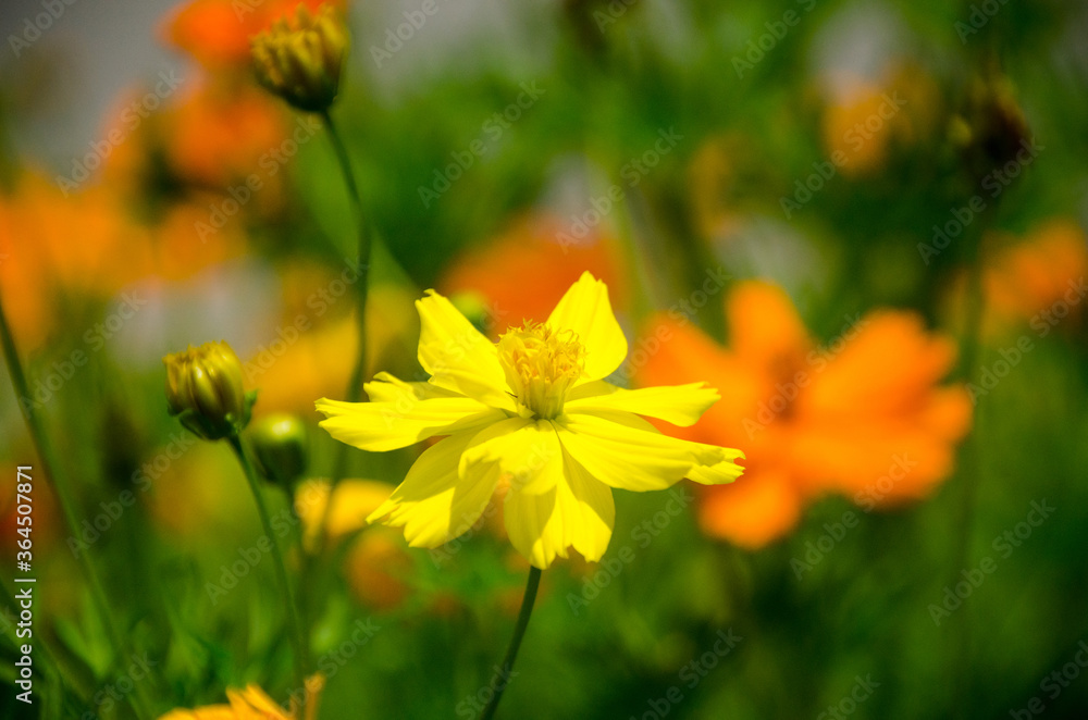 Blooming yellow Mexican Aster with bokeh background in the morning sunrise. Blooming yellow Mexican Aster with bokeh background in the morning sunrise.
