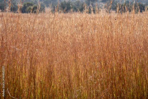 Golden wild grass in the African bush.