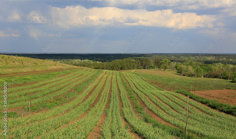 Agricultural field with green rows of crops