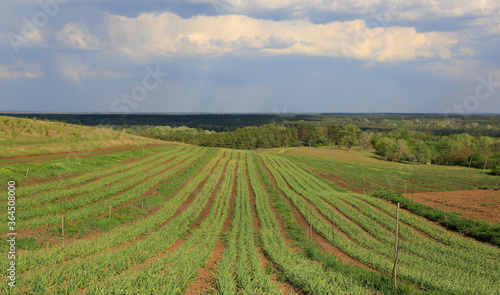 Agricultural field with green rows of crops